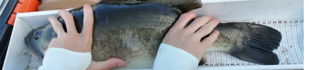 Feesh